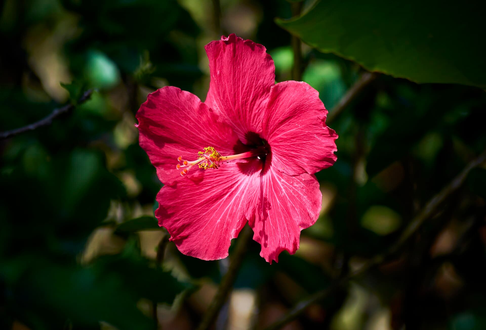 Guadeloupe